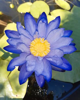 Ninfea australiana GIGANTEA HOOKER