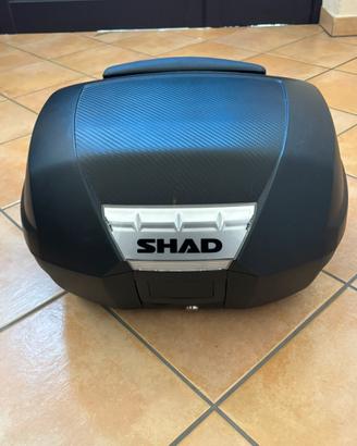 Bauletto shad
