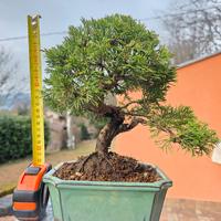 Bonsai Ginepro Itoigawa