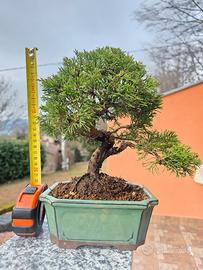 Bonsai Ginepro Itoigawa