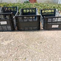 cassette per frutta e ortaggi