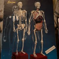 Modello corpo umano smontabile sarima anni ‘90 1:3