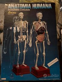 Modello corpo umano smontabile sarima anni ‘90 1:3