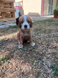 Cuccioli di coker spaniel inglese