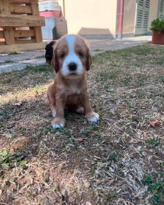 Cuccioli di coker spaniel inglese