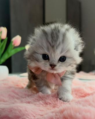 Gattina Scottish Blue Silver Tabby FEMMINA
