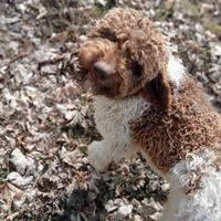 Lagotto romagnolo