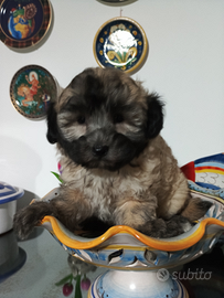 Cuccioli taglia piccola bichon maschio e femmina