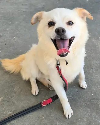 Leon 6 anni Taglia piccola 