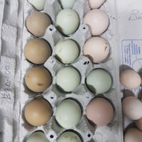 Materiale f e c o n d o