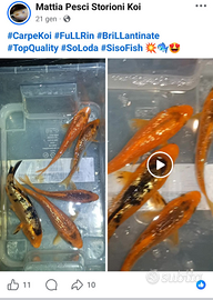 Carpe koi & ??