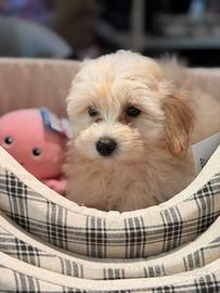 Maltipoo cuccioli