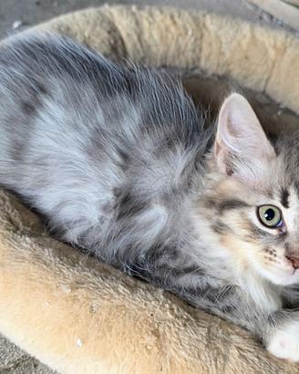 Gatto siberiano cucciolo con pedigree no allergia
