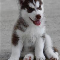 Siberian husky