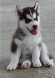 Siberian husky