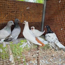colombi sassonia varie colorazioni 