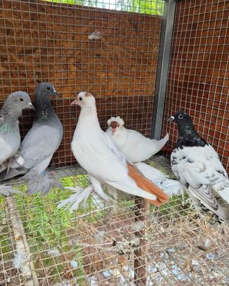 colombi sassonia varie colorazioni 