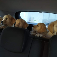 N . 1 cuccciola di golden retriever