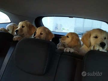 N . 1 cuccciola di golden retriever