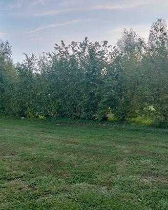  noccioli a chi viene a prenderle 