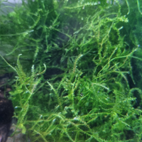 Muschio di java/muschio Singapore