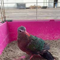 Tortora aliverdi femmina