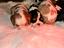 Immagine 6