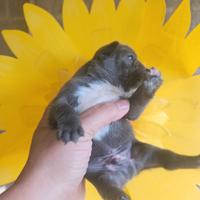 Bulldog francese blu taglia mini