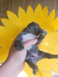 Bulldog francese blu taglia mini