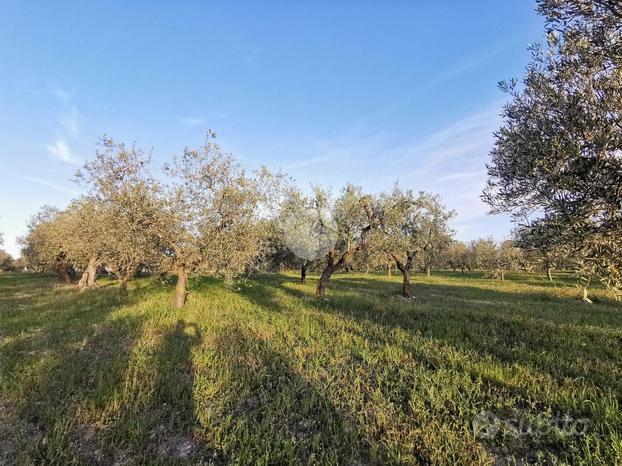 TERRENO A LUCERA