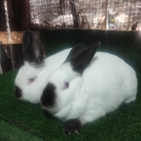 Conigli California con codice Anci