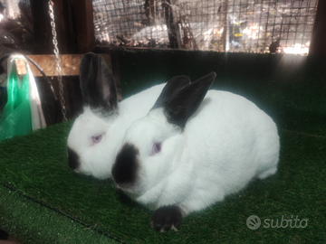 Conigli California con codice Anci