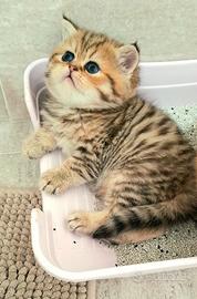 Gattini persiani