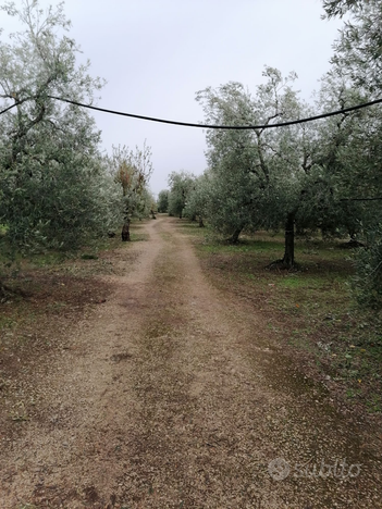 Terreno agricolo 9000 MTq