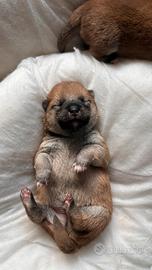 Cuccioli di Shiba Inu
