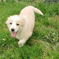 Cucciola taglia medio piccola in adozione