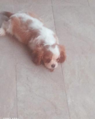 Piccolina di cavalier king