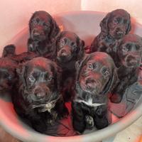 Cuccioli di cocker spaniel neri