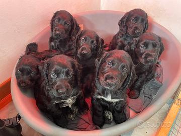 Cuccioli di cocker spaniel neri