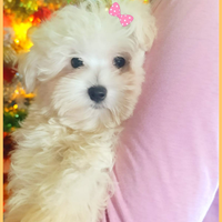 Cuccioli Mini Maltesi 4 mesi Originali