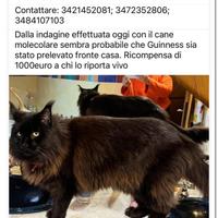 Gatto pelo lungo nero Maine Coon
