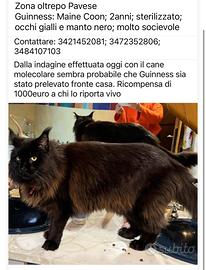 Gatto pelo lungo nero Maine Coon