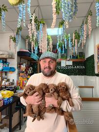 Barboncino toy red mas & fem Anche a te