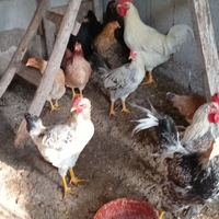 Polli di circa sei mesi