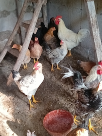 Polli di circa sei mesi