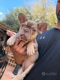 Bulldog francese femmina