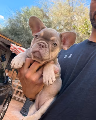 Bulldog francese femmina