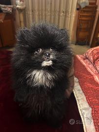 Pomerania teddy bear