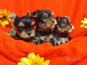 Cucciolo yorshire