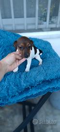 Jack russell